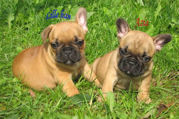 Fransk bulldog Radeau Azia - Min bror, der nu er snakker norsk, og mig:-)  billede 3