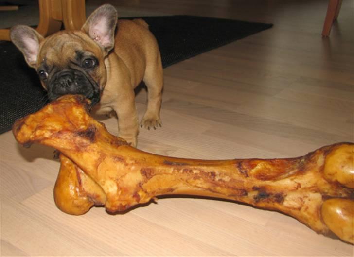 Fransk bulldog Radeau Azia - Selvom man er lille kan man jo godt spise ben billede 5