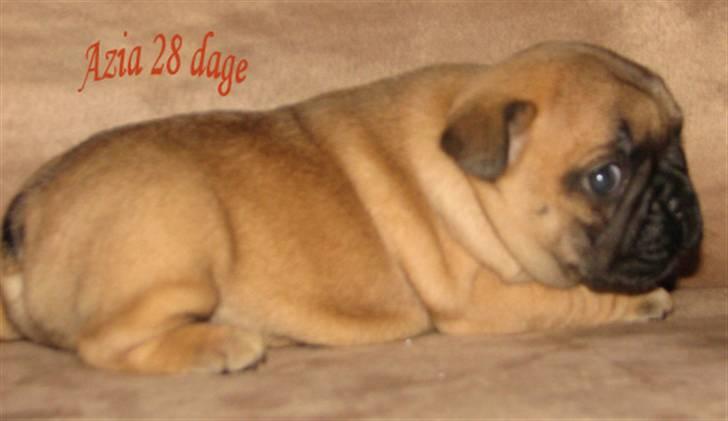 Fransk bulldog Radeau Azia - Azia 4 uger billede 6