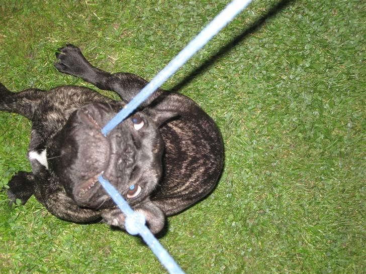 Fransk bulldog Chili - det bedste er at trække i tov... men er det chili der trækker eller en frø?? billede 18