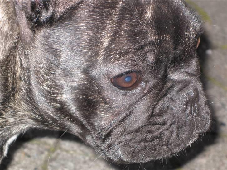 Fransk bulldog Chili billede 19