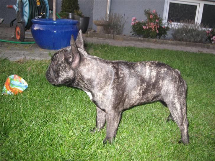 Fransk bulldog Chili billede 20