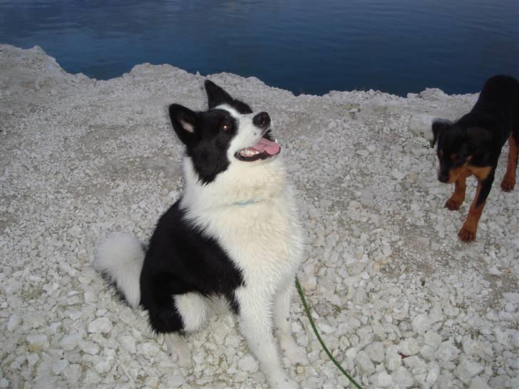 Karelsk bjørnehund Gizmo billede 11