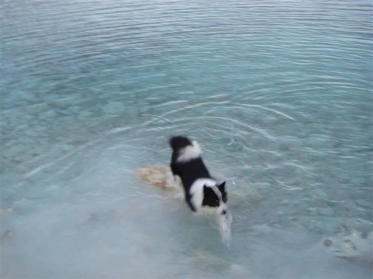 Karelsk bjørnehund Gizmo billede 12