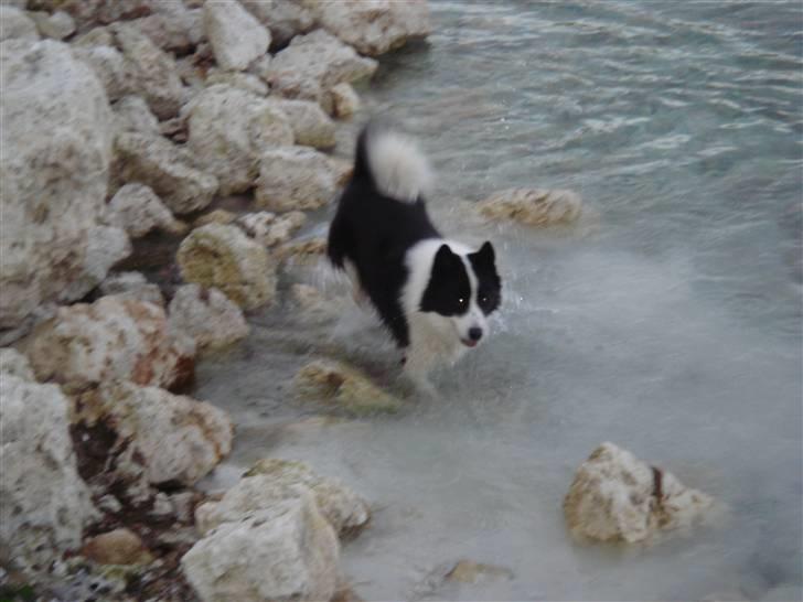 Karelsk bjørnehund Gizmo billede 13