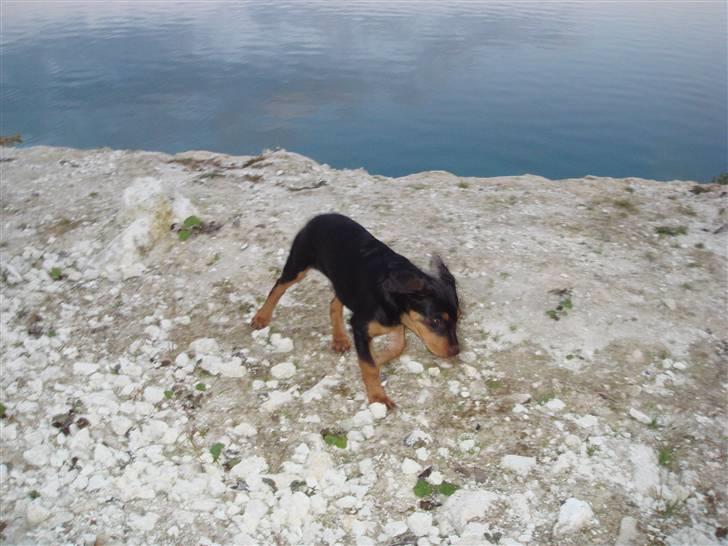 Rottweiler Tess  billede 15