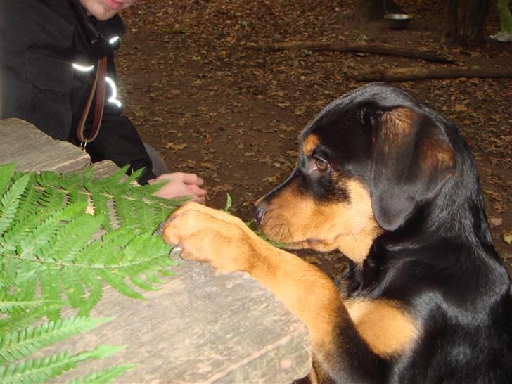 Rottweiler Tess  billede 16