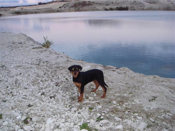 Rottweiler Tess  billede 17
