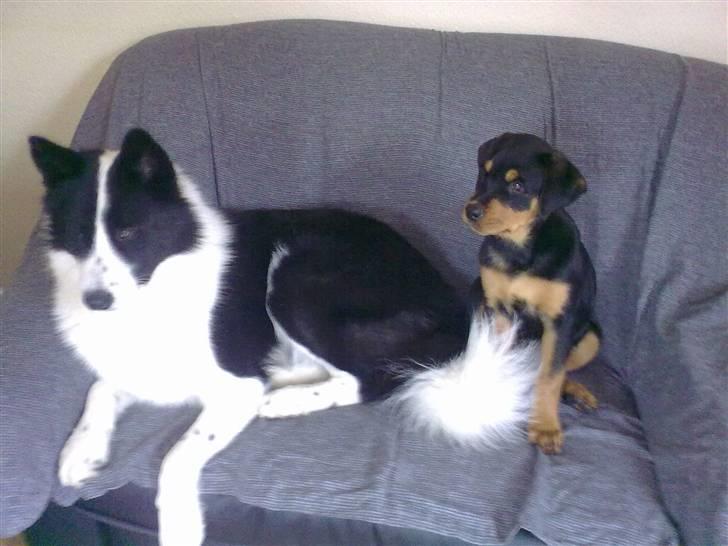 Rottweiler Tess  billede 18