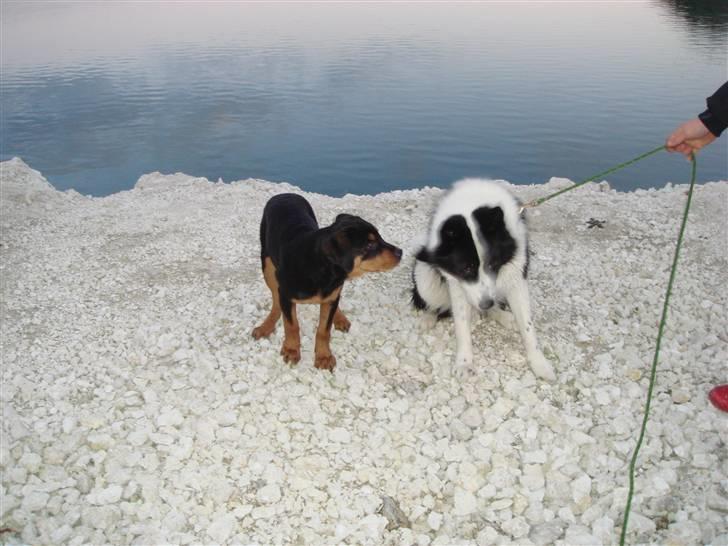 Rottweiler Tess  billede 19