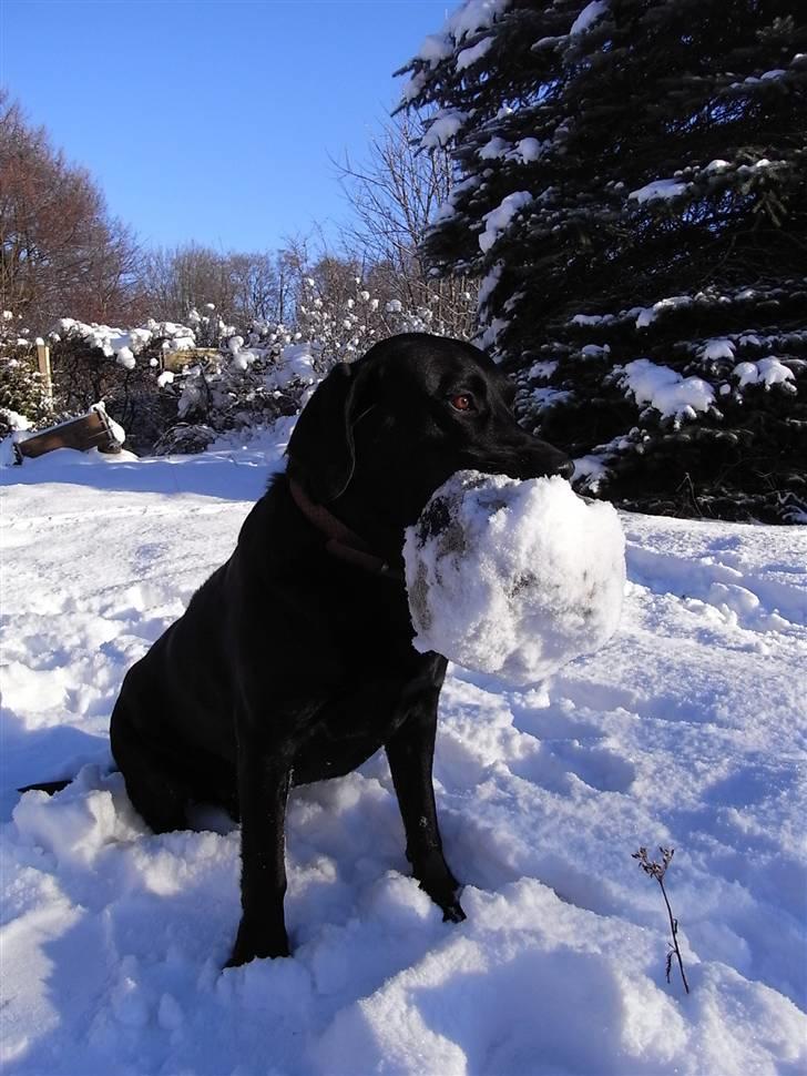Labrador retriever Rick billede 1