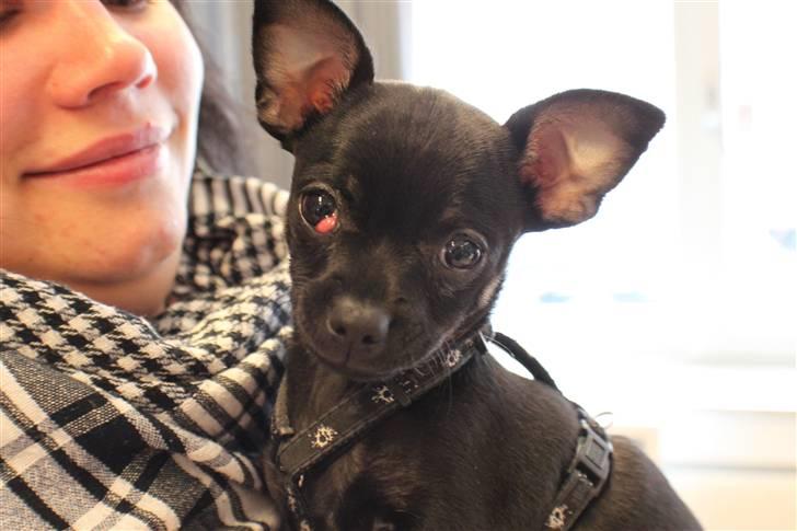 Chihuahua Anton D'Leh. - Morbror Mikker tager fine billeder af Anton. billede 14