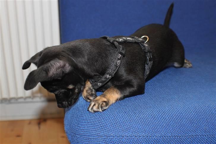 Chihuahua Anton D'Leh. billede 15