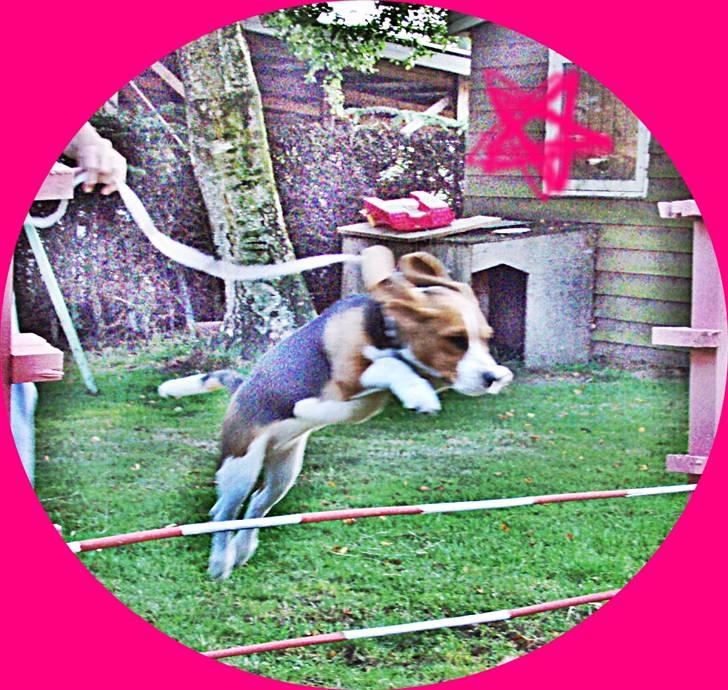 Beagle nougat billede 2