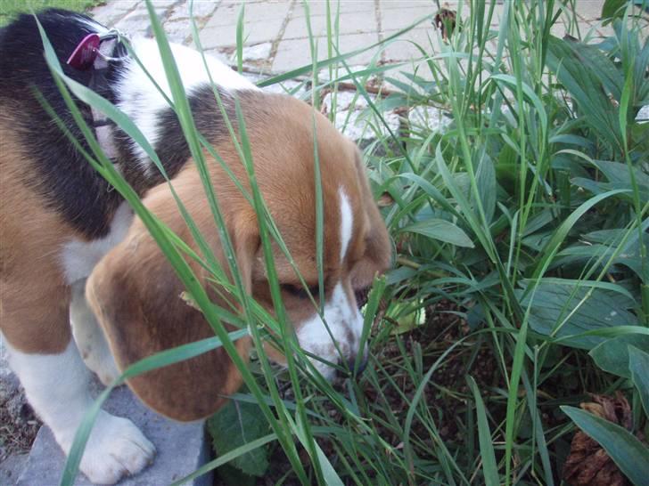 Beagle nougat billede 4