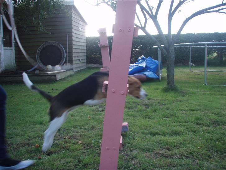 Beagle nougat billede 5