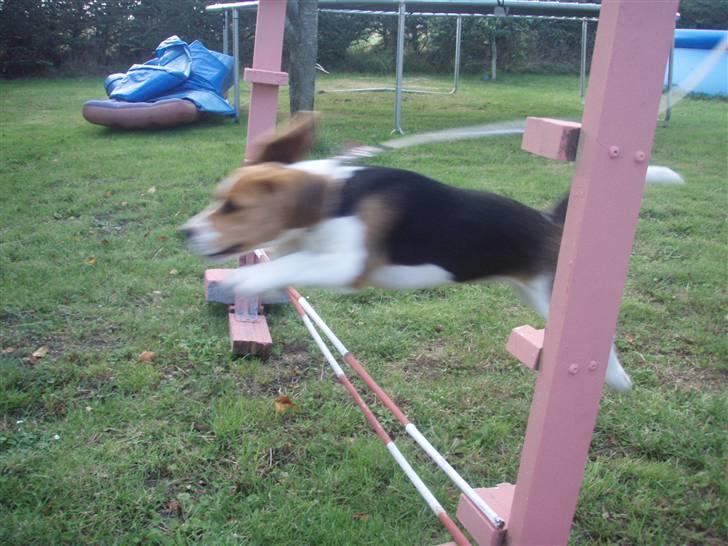 Beagle nougat billede 6