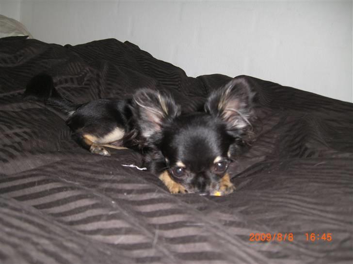 Chihuahua Luca billede 8