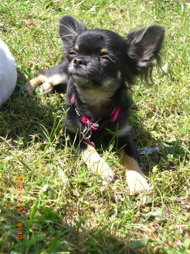 Chihuahua Luca - luca elsker at ligge og slikke sol billede 9