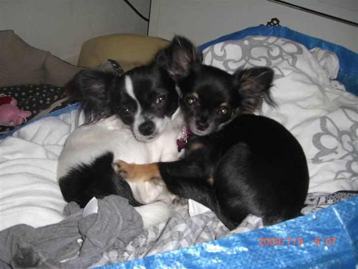 Chihuahua Luca - - bedste venner billede 10