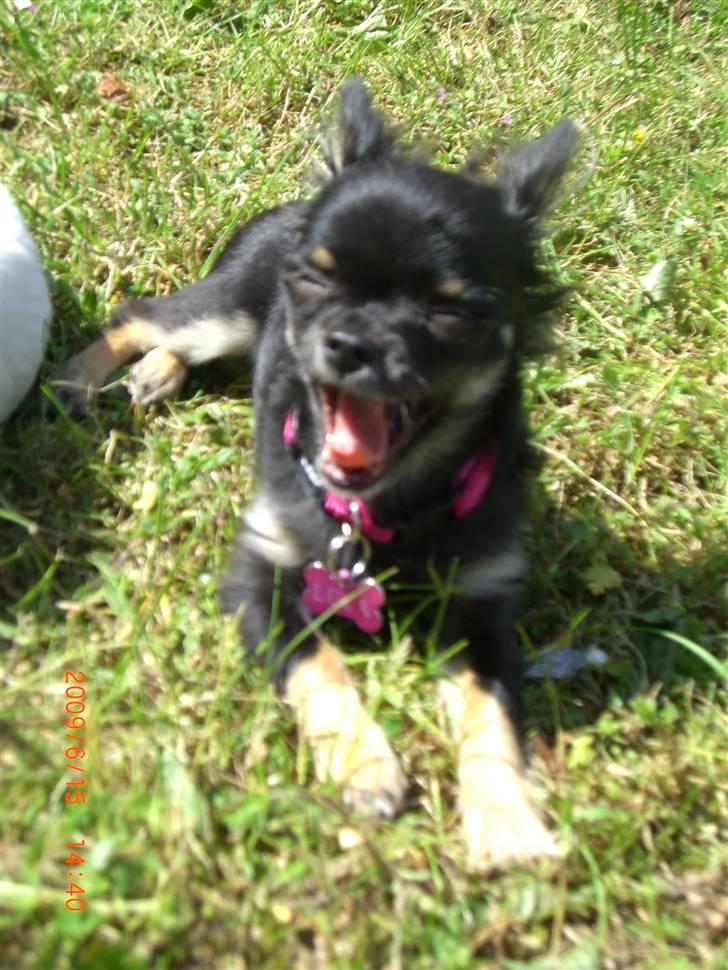 Chihuahua Luca - Meget hårdt at ligge og slikke sol :) billede 11