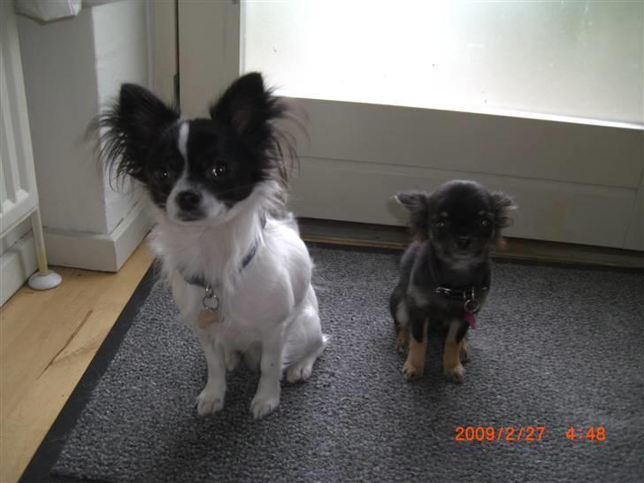 Chihuahua Luca billede 12