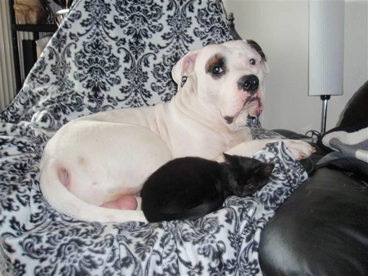 Amerikansk bulldog Ghetto Super Star* R.I.P billede 19