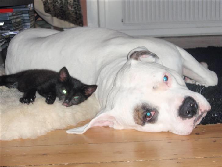 Amerikansk bulldog Ghetto Super Star* R.I.P billede 20