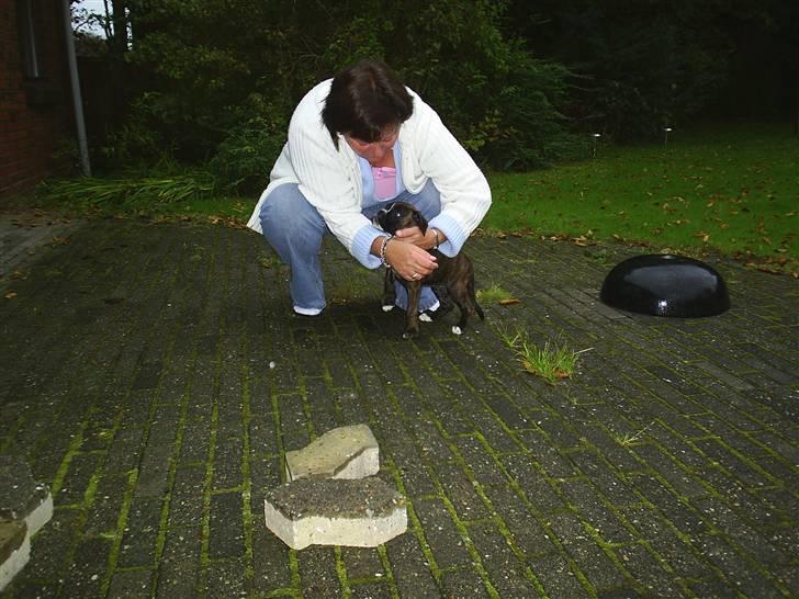 Boxer Faiby´s Laika billede 7