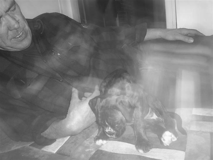 Boxer Faiby´s Laika billede 9