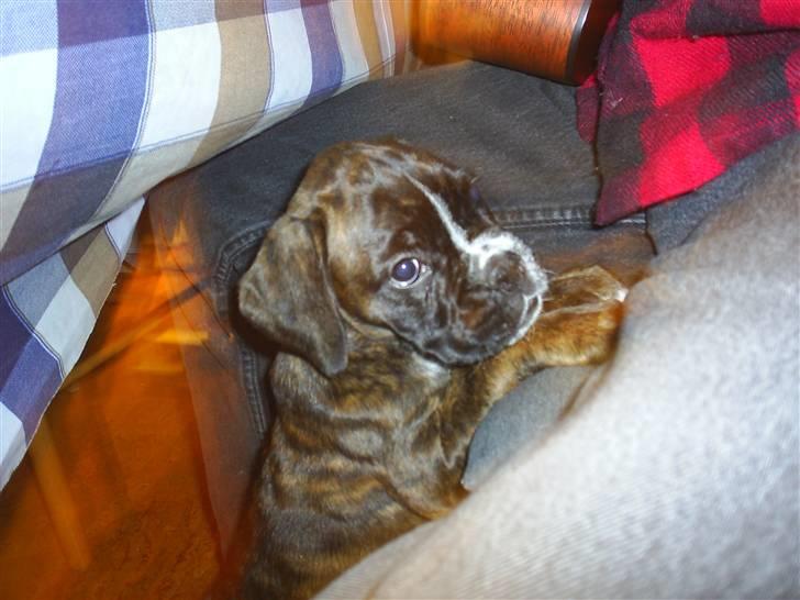 Boxer Faiby´s Laika billede 10