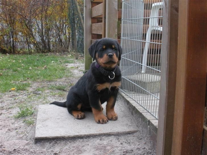 Rottweiler Kimberly of Nicolas Lion billede 1