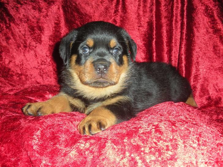 Rottweiler Kimberly of Nicolas Lion billede 3