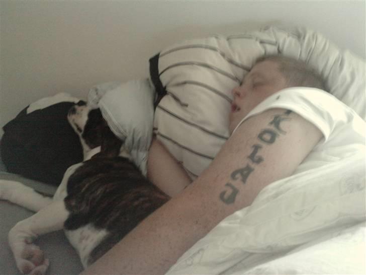 Amerikansk bulldog HardRok'Bull's Bonita RIP - Jeg er en skøde hund (: eller kun når far sover tungt kan jeg snige mig op i sengen til ham (: billede 13