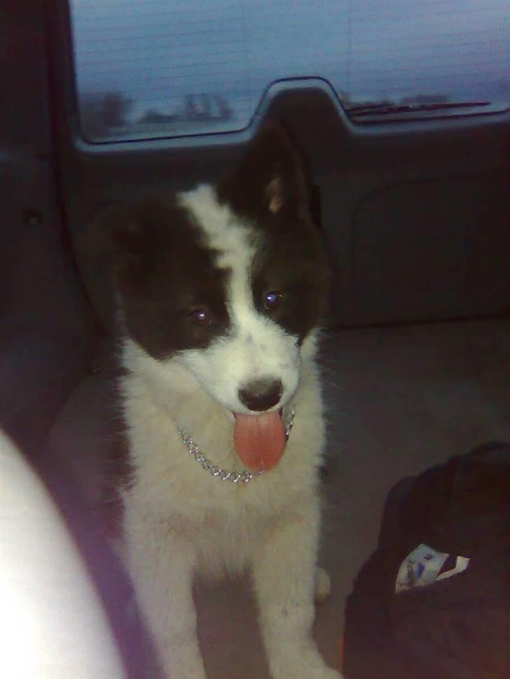 Karelsk bjørnehund Gizmo billede 14