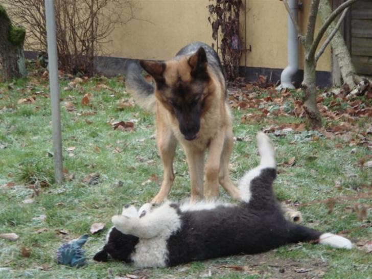 Karelsk bjørnehund Gizmo billede 15