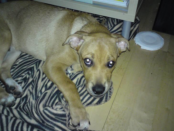 Blanding af racer aslan - godnat mor billede 14