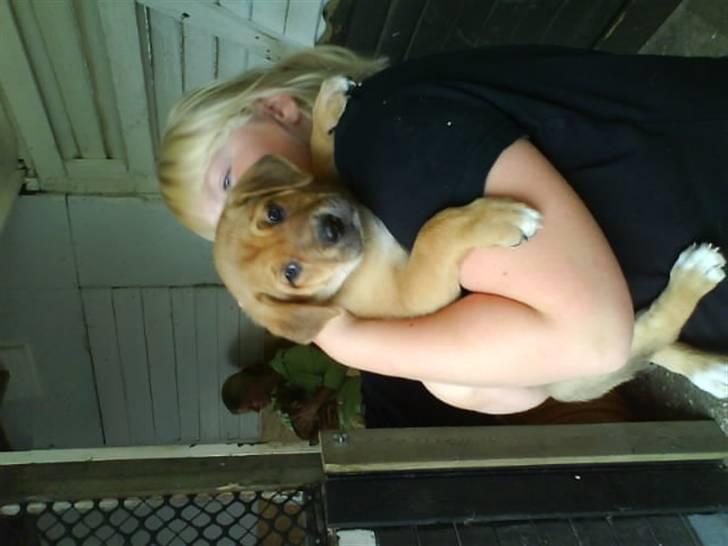 Blanding af racer aslan - aslan var 6 uger billede 3