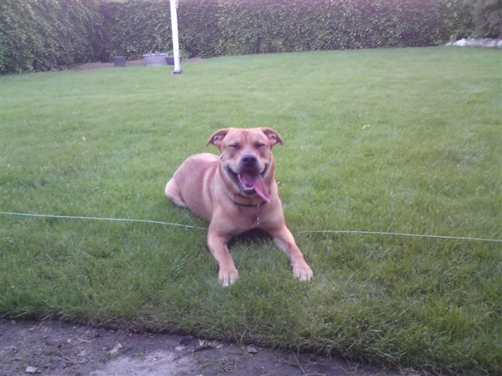 Blanding af racer aslan - sjovt billede 15