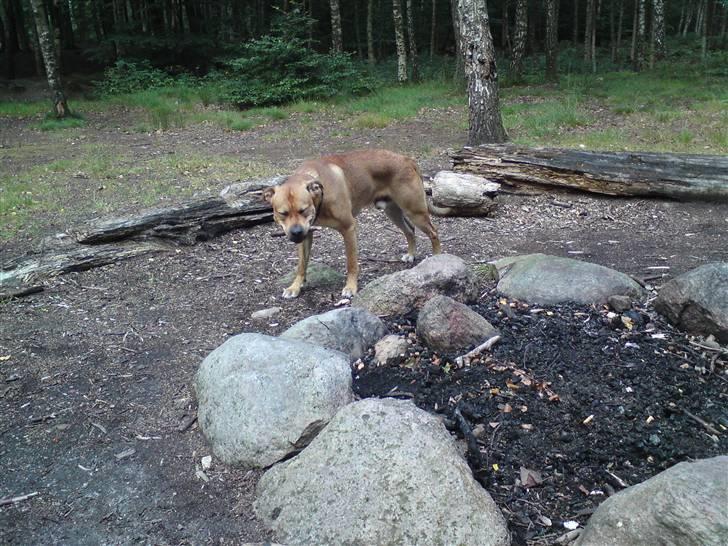 Blanding af racer aslan - jeg elsker dig billede 16