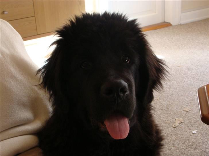 Newfoundlænder Tjalfe - Her er et billede at tjalfe, en rigtig lille charme trold billede 1