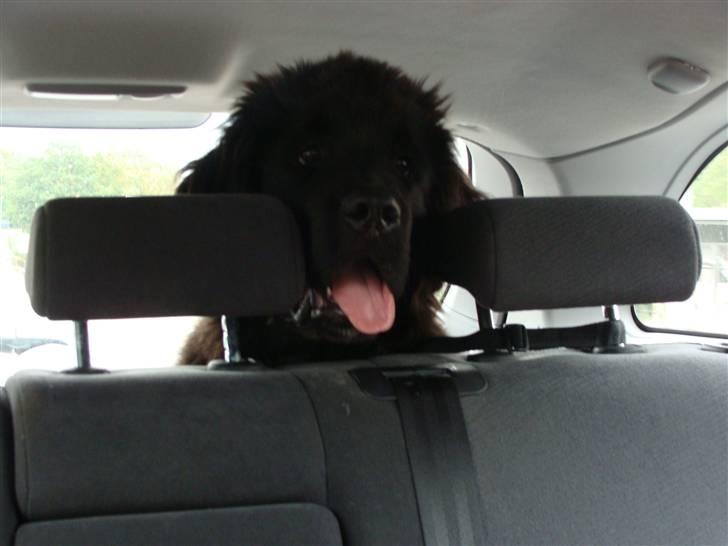 Newfoundlænder Tjalfe - Så er jeg på vej til vandet og jeg glæder mig er nemlig rigtig glag for vand billede 2