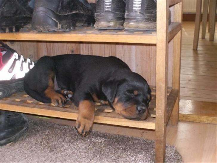 Rottweiler Chica - så gik hun lige død og som hvalp falder man bare når batteriet er tomt :) billede 13
