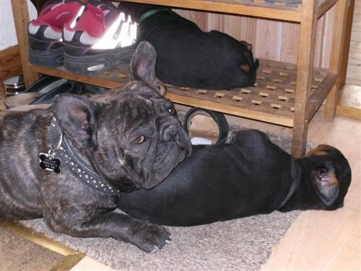 Rottweiler Chica - onkel buster bruger her bette chica som pude men søster amanda har fået pladsen blandt skoene :) billede 14