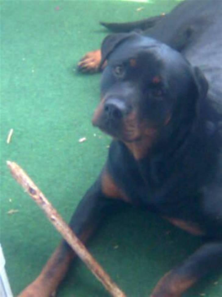 Rottweiler Chica billede 15