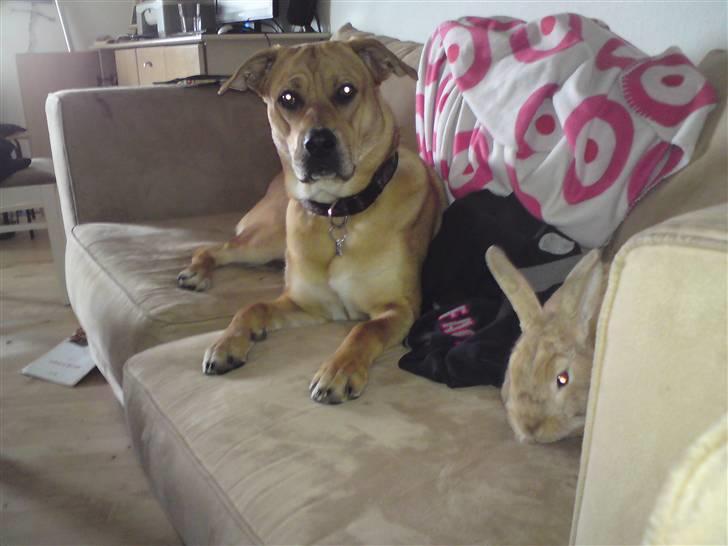 Blanding af racer aslan - vi er bedste venner billede 17