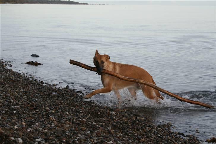 Schæferhund Lille billede 11