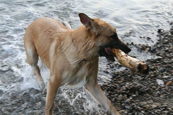 Schæferhund Lille billede 13
