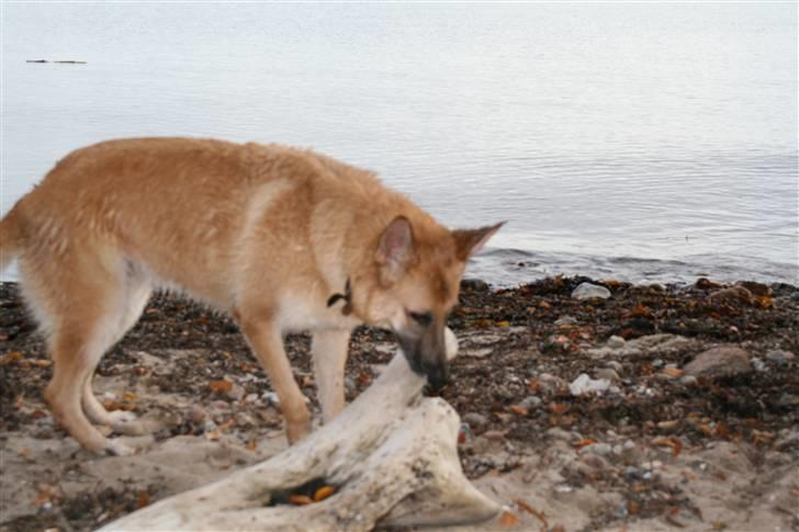 Schæferhund Lille billede 15