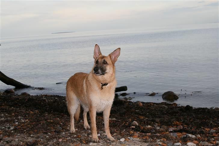 Schæferhund Lille billede 16